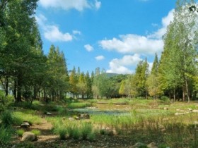 ‘2025년 모범도시숲’ 선정, 광양시 옥룡 솔밭섬