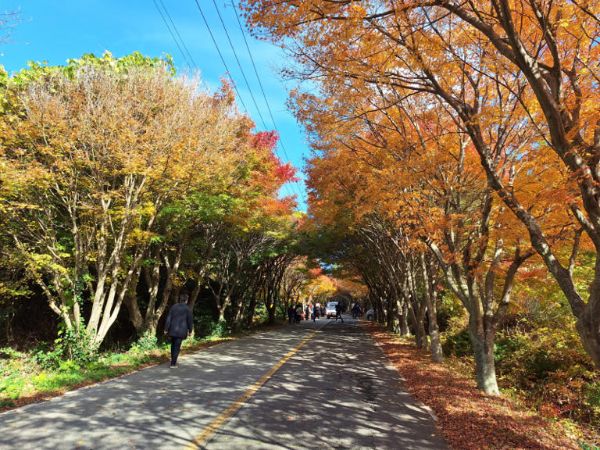 청산도 단풍길.jpg