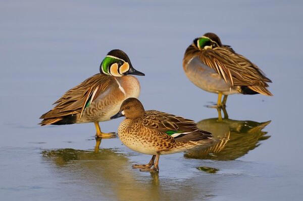 겨울철새 사진전.jpg