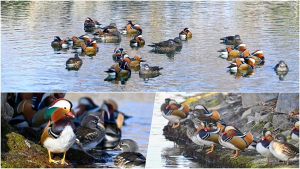 광한루원에 원앙.jpg