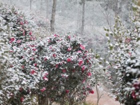 신안군 가락공원, 붉게 핀 애기동백과 황토맨발길 완공