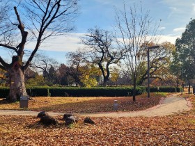 [로컬여행] 고즈넉한 겨울, 500년 세월 품은 광양 유당공원