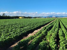 전남도, 전략작물산업화 지원 78곳 선정…113억 확보