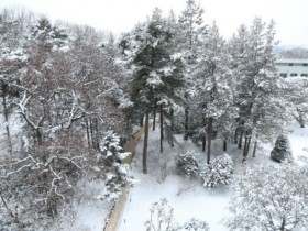 133살 최고령 반송…국립산림과학원, 내년 봄 홍릉숲 전면 개방