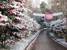 겨울에도 2만그루 꽃길 걷는다…신안 애기동백축제 19일 개막