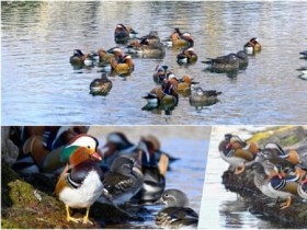 남원 광한루원 겨울 여행, 원앙 백여 마리 둥지…새로운 명물