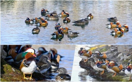 남원 광한루원 겨울 여행, 원앙 백여 마리 둥지…새로운 명물