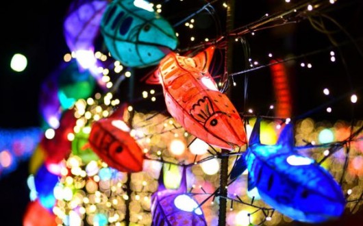 강원 화천 겨울이 빛난다, 산천어축제 앞두고 선등거리 점등