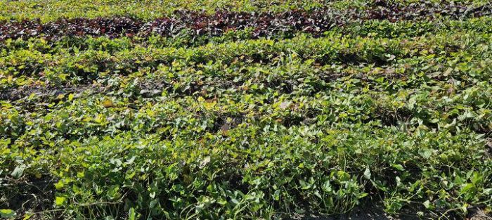 농진청 고구마.jpg