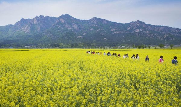 월출산과 유채꽃.jpg