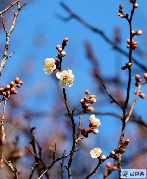 광양 매화.jpg