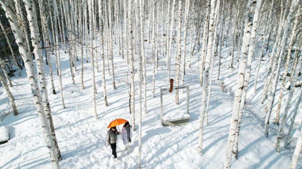 영양 자작나무숲2.jpg