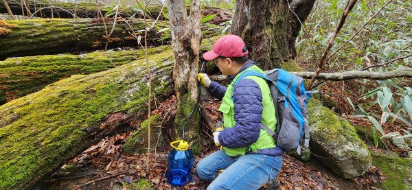고로쇠 채취1.jpg