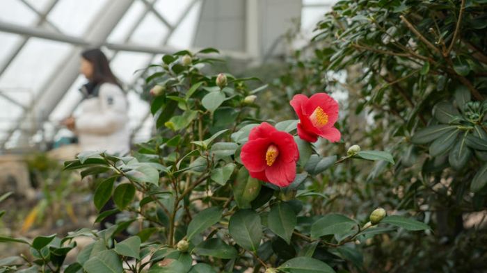 세종수목원 동백꽃 만개02.jpg