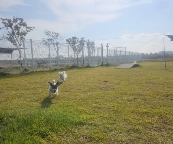 부안군 반려동물 놀이터.jpg