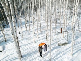 영양 자작나무숲, ‘국유림 명품 숲’에서 산림관광 거점으로