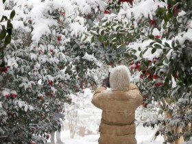 애기동백꽃 펼쳐진 ‘1004섬 분재정원’, 목포시민이면 50% 할인