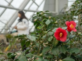 눈 속의 붉은 향기, 국립세종수목원 동백꽃 전시 개막