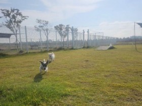 부안군, 반려동물 놀이터 조기 개장…10개월로 확대
