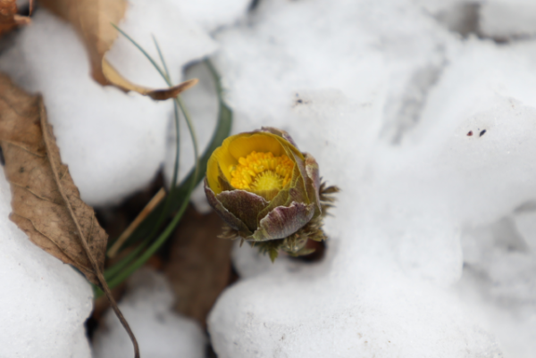 서울 홍릉숲 복수초.png