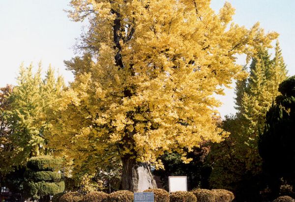 청주 압각수.jpg