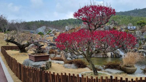 1004섬 분재정원서 매화나무 분재.jpg