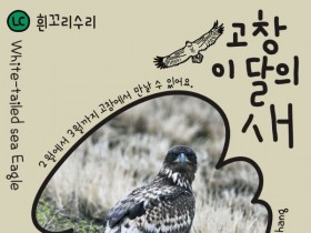 고창갯벌 2월 이달의 새, 천연기념물 '흰꼬리수리' 선정