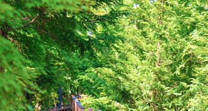 [로컬여행]보성 제암산자연휴양림, 사계절 웰니스 관광지로 주목받는 이유?