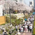 은평구, 2026 불광천 벚꽃 마라톤대회 3월 29일 개막