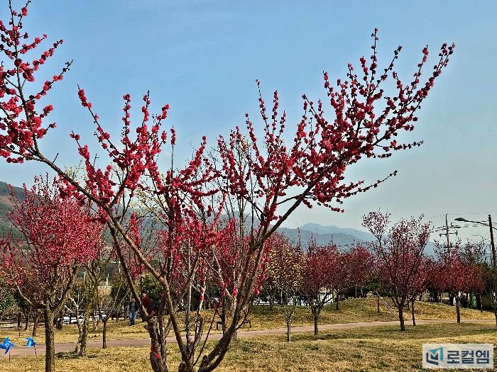 전남 구례가볼만한곳 섬진강 수달생태공원 홍매화와 300리 벚꽃축제 (19).jpg