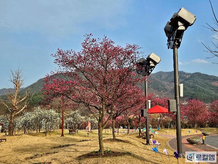 전남 구례가볼만한곳 섬진강 수달생태공원 홍매화와 300리 벚꽃축제 (6).jpg