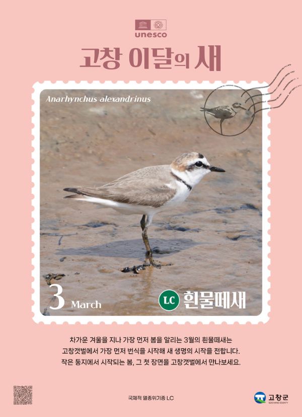 고창 흰물떼새.jpg