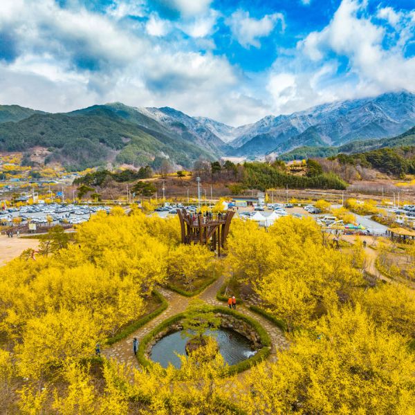 구례 산수유.jpg