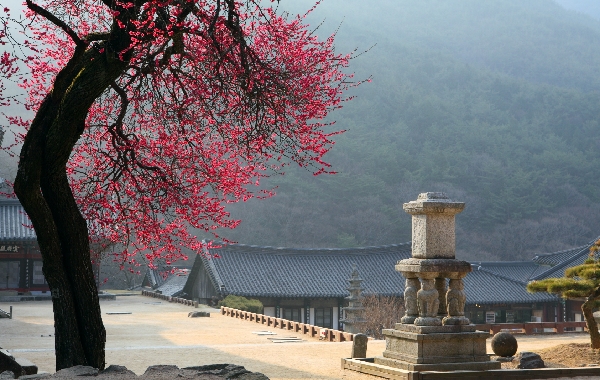 남도한바퀴－구례 화엄사 홍매화.jpg