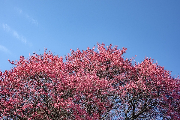 순천 탐매축제 (2).jpg