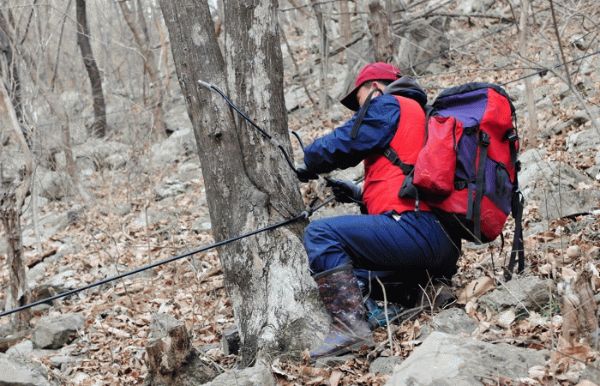 장성 고로쇠.jpg