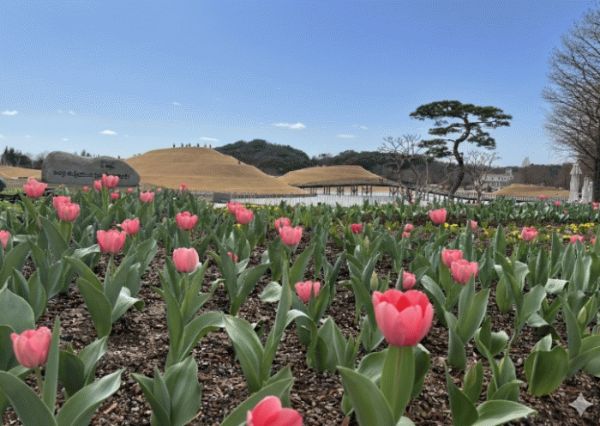 순천만국가정원 첫 튤립.jpg