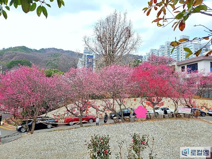 전남가볼만한곳&nbsp;순천&nbsp;탐매축제 (4).jpg