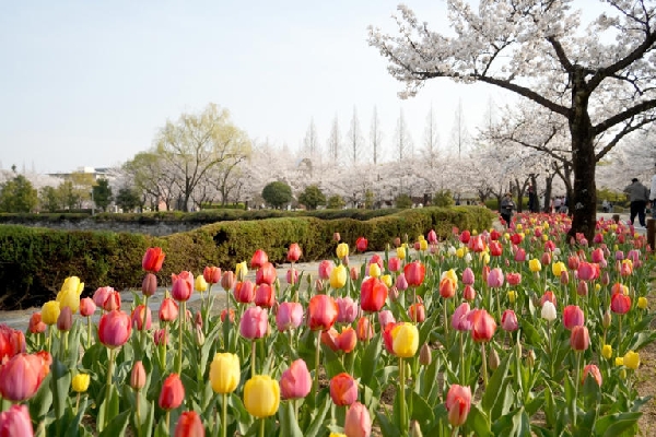 김해연지공원 튤립.jpg