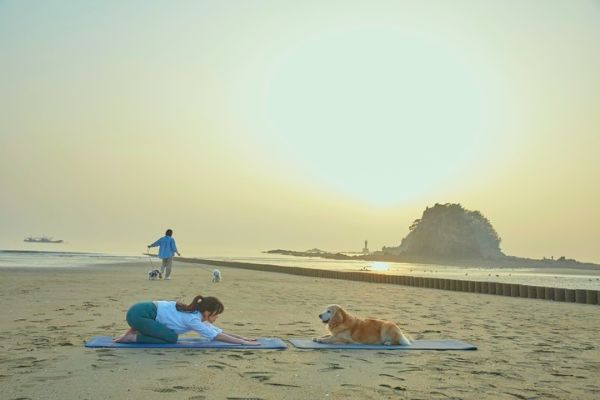 태안 댕댕버스.jpg