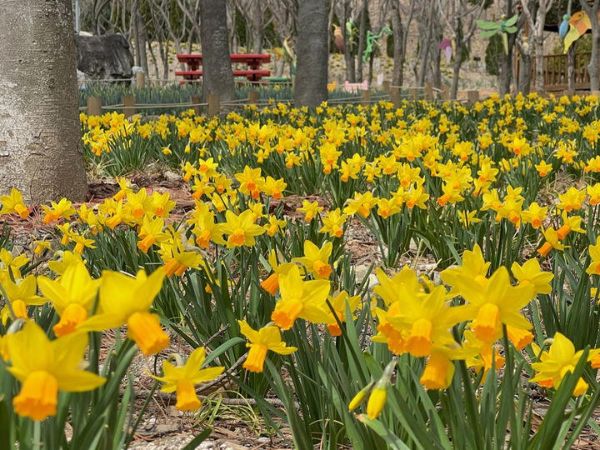 월아산 숲속의 진주 수선화.jpg
