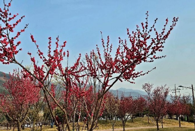 [로컬여행] 구례 섬진강수달생태공원, 홍매화 피자 수달도 3마리 늘었다