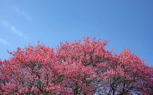 3월 남도 꽃축제 총정리…구례산수유부터 여수진달래까지