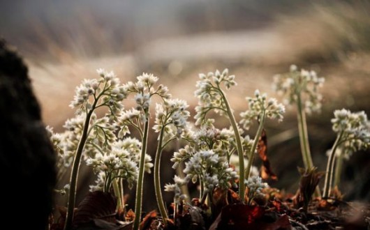 “자생식물의 봄 개화”…세종수목원, 봄꽃의 향연