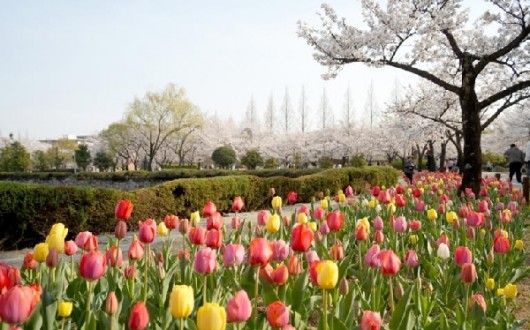 와룡매·목련 터널·벚꽃길…김해 봄꽃 여행지 완벽 가이드