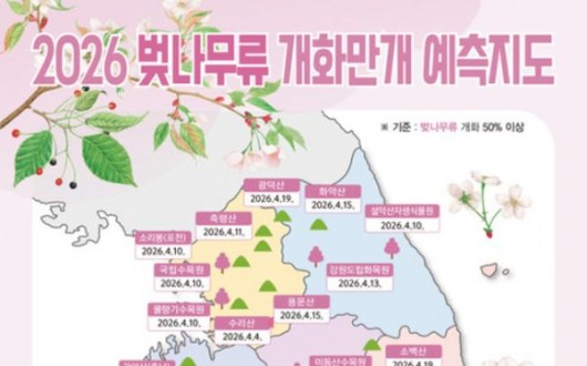"2026 벚꽃 만개 시기는?"…시민이 기록하는 '벚꽃엔딩 프로젝트'