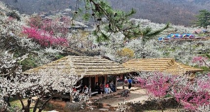 [로컬여행] "섬진강 강바람에 매화향 실려"…광양매화축제, 절정 언제?