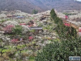 흰·붉은 매화 만개, 광양축제 셔틀버스 타고 떠나라
