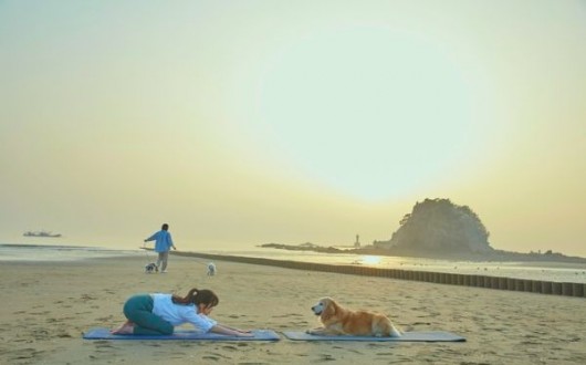 대형견도 동반 OK…태안군, '펫니스 댕댕투어' 3월부터 운영