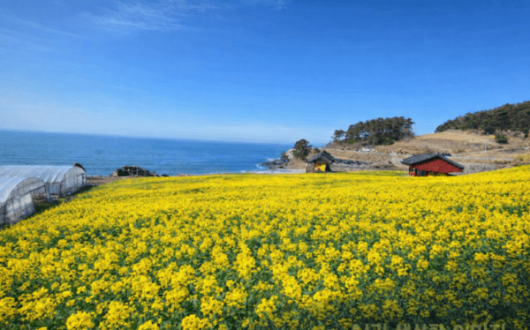 노란 유채꽃·푸른 바다·붉은 노을…영광 백수해안도로, 봄 인생샷 명소 뜬다